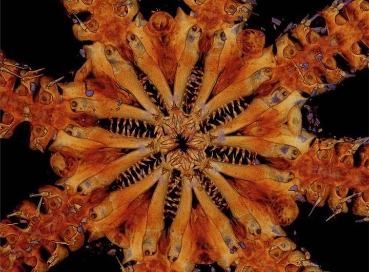 1億8000万円もの年月をかけてかすかに進化し続けて今日に至る J. Black/University of Melbourne