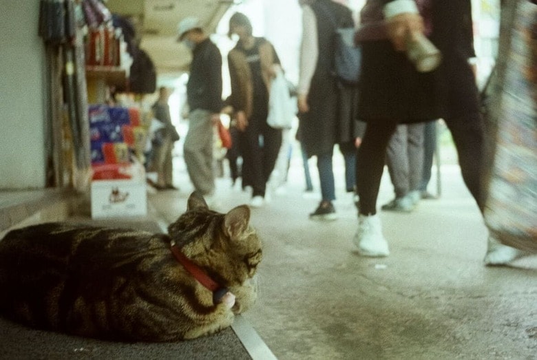 店番や接客もしてくれる看板猫（写真はイメージです）　Catgirlmutant-Unsplash