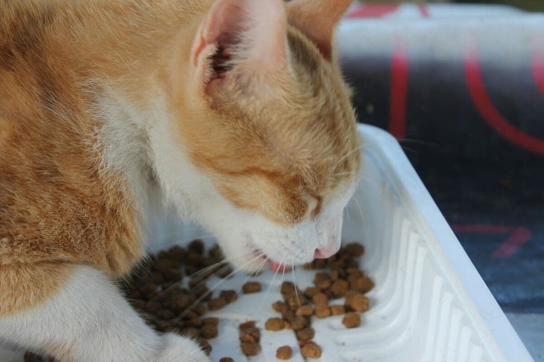 茶トラ猫は食いしん坊が多い？（写真はイメージです） Angelo Cabaluna-Unsplash