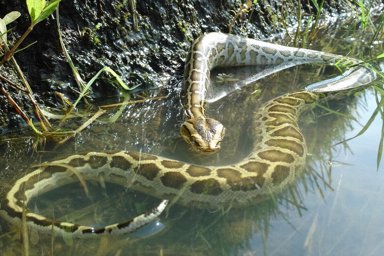 （写真はイメージです）　bebek_moto-Shutterstock
