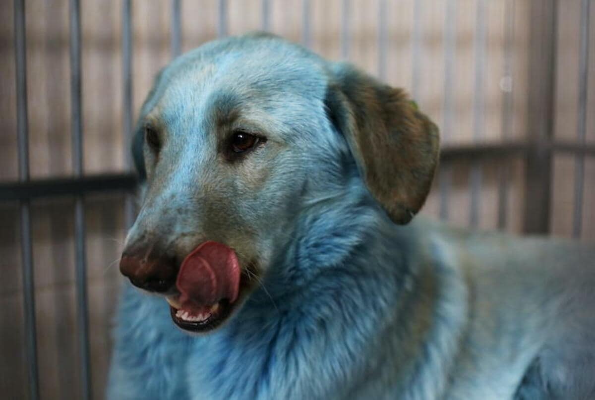 ロシアの工場跡をうろつく青く変色した犬の群れ | ニューズウィーク