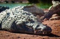 【動画】ワニの襲撃、女性死亡に周囲は騒然...現場に残された生々しい痕跡