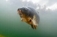 孤立した湖や池に魚はどうやって移動する？　ようやくプロセスが明らかに