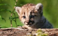 襲われたランナーが素手で殺したピューマはまだ「子猫」だった