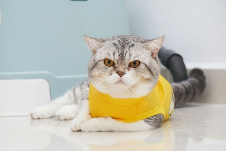 手術は猫にとって大きな負担（写真はイメージです）　Dong Phuc Hai Trieu-Unsplash