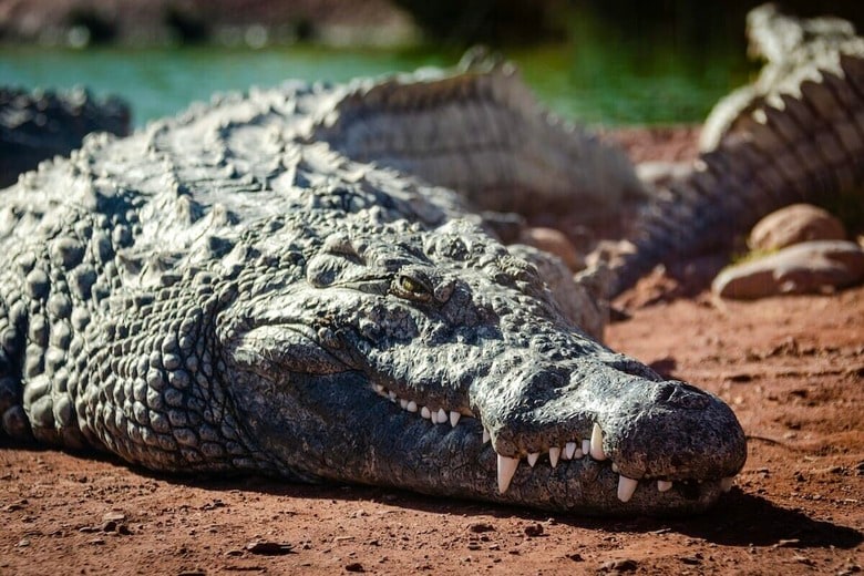 インドの川で続くワニ被害、最新の犠牲者は45歳女性（写真はイメージです）　Maren Pauly