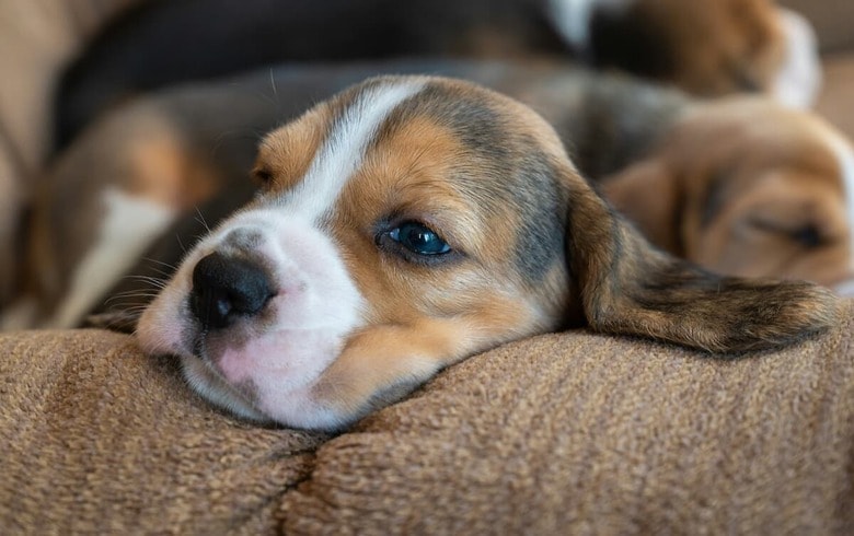 犬にとっても音楽は癒しに？（写真はイメージです）　Ben Michel-Unsplash