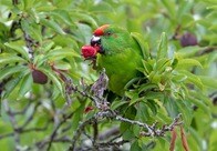 匂いの強い植物を体に塗り付けて「ハイになっている」インコ...「不思議な行動」の目的を解き明かす