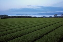 抹茶バブルの裏で進む「日本の茶栽培」の危機