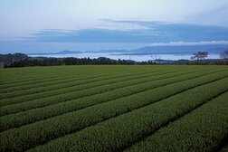 抹茶バブルの裏で進む「日本の茶栽培」の危機
