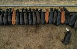 米、メキシコからの生体牛輸入を一部再開　害虫被害拡大の懸念