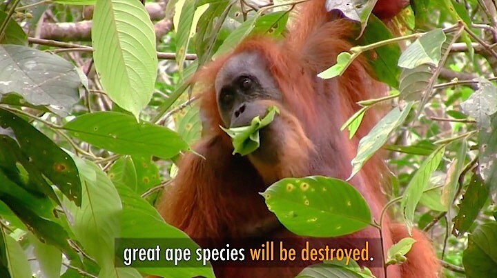 新種のタパヌリオランウータンはすでに絶滅の危機　Sumatran Orangutan Conservation Programme/YouTube