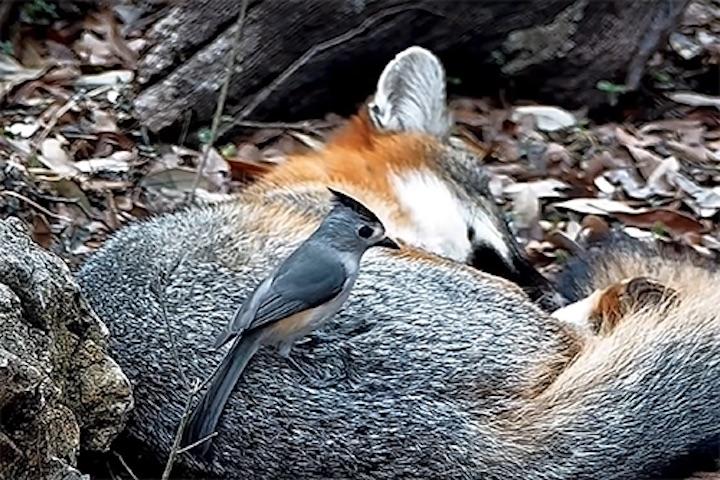 眠っているキツネから毛を盗むシジュウカラ科のクロエボシガラ　Photo：Texas Backyard Wildlife