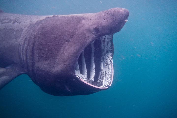 巨大な口で海水を飲み込み、プランクトンを濾し取って食べるウバザメ（写真はイメージです）　Rebecca-Belleni-Photography-iStock
