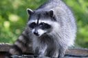一般的なアライグマはこの体形（写真はイメージです）　fr0ggy5-Unsplash