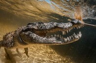 「これが野生だ...」ワニがサメを捕食...カメラがとらえた衝撃の残虐シーン