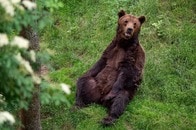 幻覚作用のあるハチミツの食べ過ぎでクマがキマってしまう