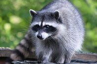 SNSを熱狂させたまん丸アライグマの「ジモシー」…あの体形は命を脅かす？　専門家が指摘する意外な症状