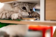 【動画】まさかの場所に閉じ込められた猫、飼い主が必死で探し回る間もまったり