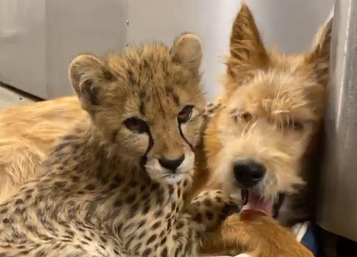 シンシナティ動物園のチーター、クリス（左）と救助犬レムス（右）は大親友になった　Cincinnati Zoo & Botanical Garden/FACEBOOK