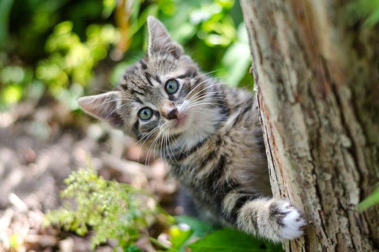 子猫の成長は楽しみだけれど…（写真はイメージです）　Koen Eijkelenboom-Unsplash