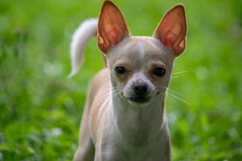 犬の人間化AIでまさかの結果...「私、犬と結婚してたかも」（写真はイメージです）　Jairo Alzate-Unsplash