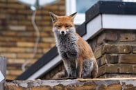 野良猫と野生のキツネが緊迫のフードファイト、勝ったのは意外にも...