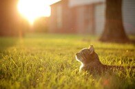 【動画】これがハッピーエンド？ 行方不明だった猫発見、でも元飼い主の反応は...