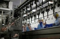 日本政府、捜査対象のブラジル21工場から鶏肉輸入を停止