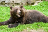 「え？こんな近くに？」クマが隣に引っ越してきた...「アパート高いもんね」とネット同情