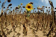 温暖化で気象変化鈍る　北半球は猛暑長期化や豪雨悪化の恐れ＝ネイチャー