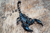 アマゾンの「サソリの毒」が抗がん剤に匹敵していた...「特異な分子のタンパク質」が治療のカギに？【最新研究】