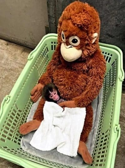 市川市動植物園のパンチくん