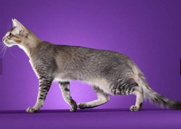 17Oriental Longhair and Shorthair.jpg