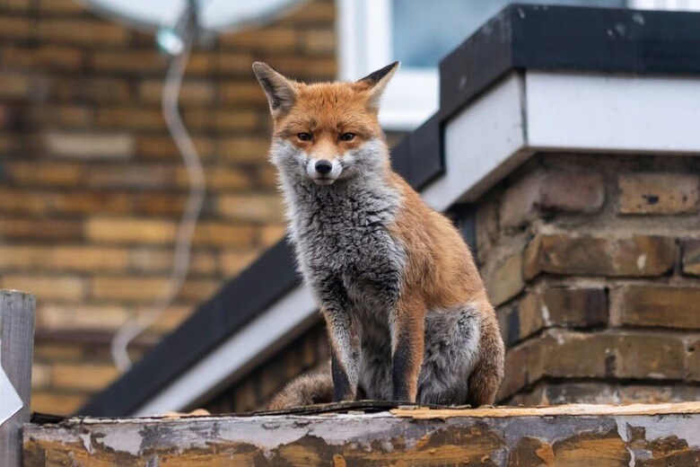 野生のキツネは住宅地に出没することも（写真はイメージです）　Tj Holowaychuk-Unsplash