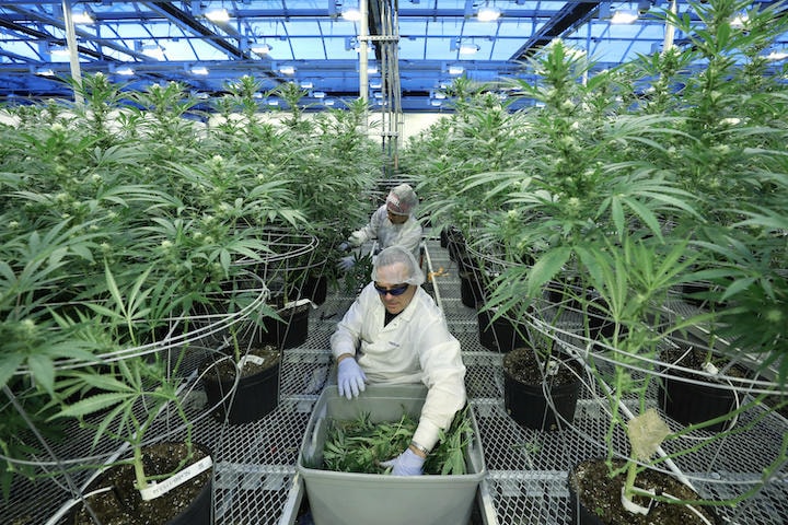 カナダの大麻工場　Chris Wattie-REUTERS