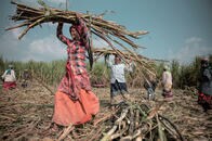 【写真特集】騙されて子宮を奪われるインドの農民女性たち