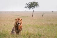 アメリカの肉食系企業が株主第一主義を悔い改める訳