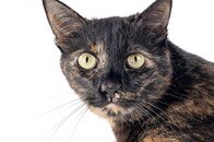 【画像】【動画】尻尾の先だけ「茶トラ」の「サビ猫」にネット騒然...「漂白剤で遊んだみたい」と動画が話題
