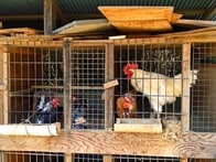 深圳市で鳥インフルエンザ感染の女性死亡