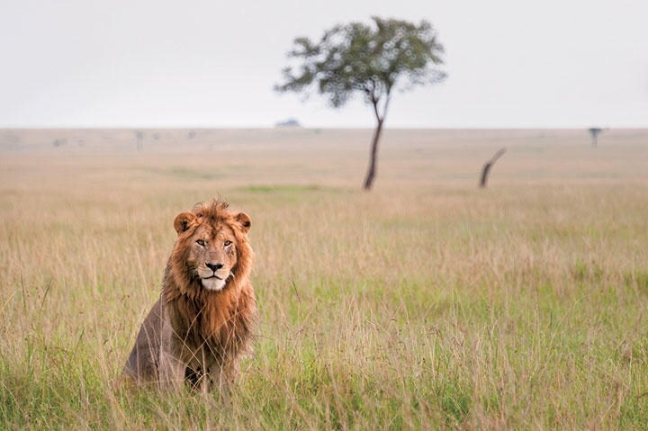 米企業は牙を抜かれた百獣の王……とは限らない　DALE JOHNSON/GETTY IMAGES