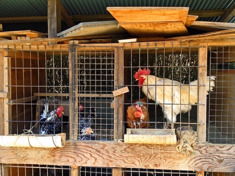 香港保健省は６日、中国南部広東省の深圳市で毒性の強いＨ５Ｎ６型鳥インフルエンザに感染した２６歳の女性が、病院搬送の数日後に死亡したと発表