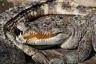 【動画】ワニがワニの餌食に...衝撃の捕食シーン...バリボリ噛んで丸のみに