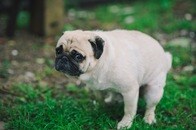 犬のうんちで方角が分かる？　犬は南北に体を向けて用を足す