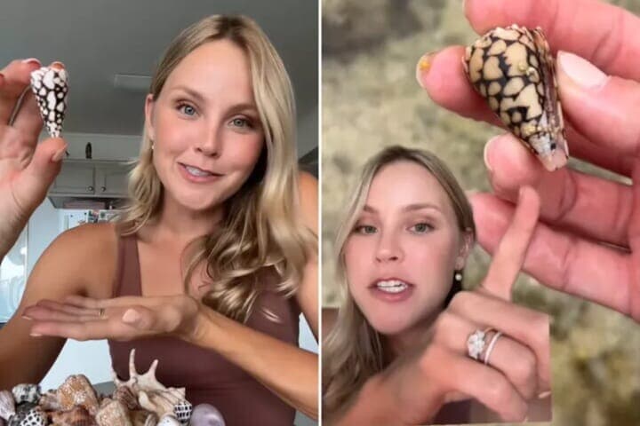 夏の海の危険生物イモガイ