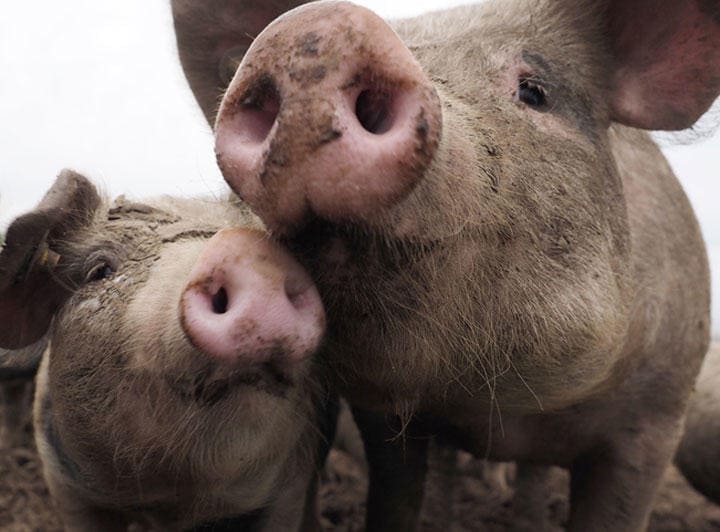 一頭300キロのブタに襲われたら　digitalimagination/iStock.