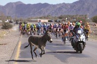 過酷な砂漠レースがのんきな走りで一瞬なごむ──思わぬ乱入者とは？