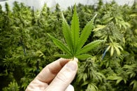 北朝鮮が中国への「大麻」輸出に乗り出す