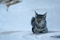 【画像】酷寒の中で置き去りにされた猫を保護...仲間は凍死、それでもそばを離れず