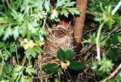 人工斜面（法面）の緑化を外来種から在来種に転換――東興ジオテックが描くグリーンインフラの新標準